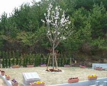 永代供養「さくら」