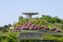 高安山霊園・園内のつつじ