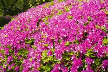 高安山霊園・園内のつつじ