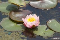 高安山霊園・四季折々の花