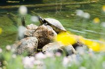 高安山霊園・噴水池の亀