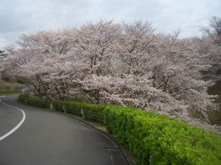 公園墓地のさくら