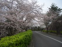 公園墓地のさくら
