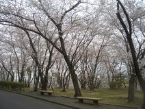 公園墓地のさくら