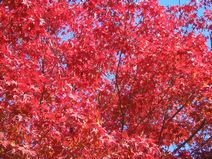 伊勢寺のもみじ