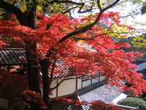神峯山寺のもみじ