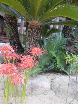 曼珠沙華(彼岸花)2.jpg
