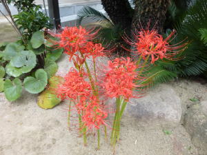 曼珠沙華(彼岸花).jpg