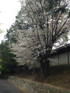 桜.jpg