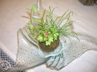 苔玉作品1.jpg