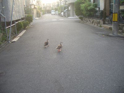 鴨のお散歩.jpg