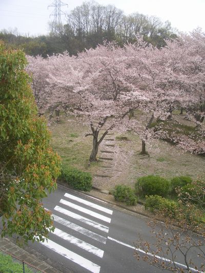 公園墓地桜２.jpg