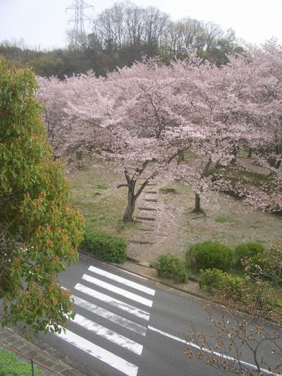 公園墓地桜2.jpg
