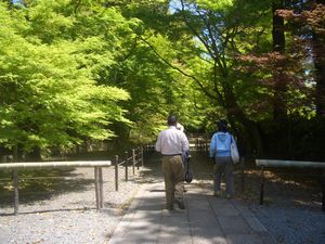 粟生の光明寺 紅葉のトンネルは緑一色.jpg