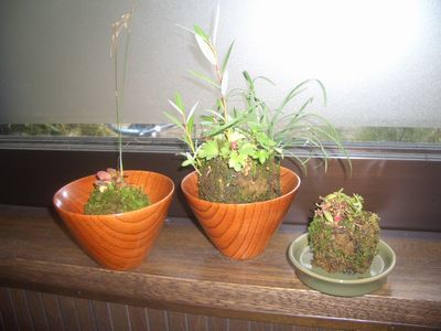 苔玉作品.jpg
