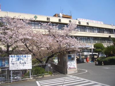 和泉市役所の桜.jpg