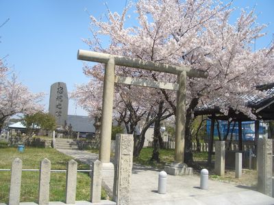 信太山墓地付近の桜.jpg