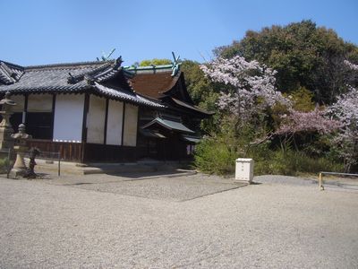 聖神社の桜.jpg