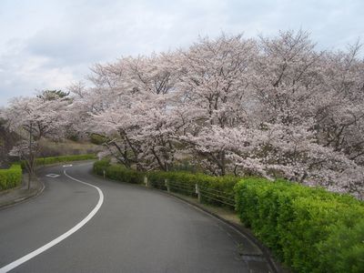 公園墓地の桜.jpg