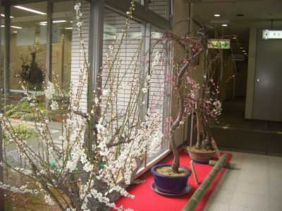 高槻市役所内で梅花展.jpg