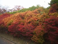 市営墓地の紅葉.jpg