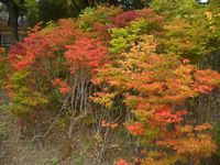 市営墓地の紅葉３.jpg