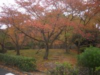 市営墓地の紅葉２.jpg