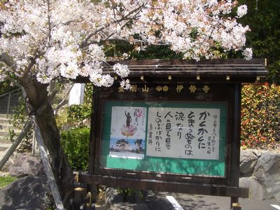 伊勢寺の桜３.jpg