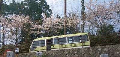 五月山霊園の桜.jpg