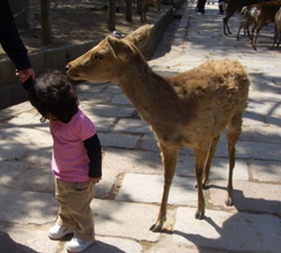 奈良公園の鹿