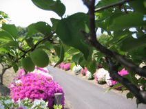 高安山霊園・園内のうめ