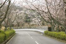 高安山霊園・園内さくら