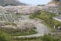 高安山霊園・園内さくら