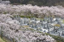 高安山霊園・園内さくら
