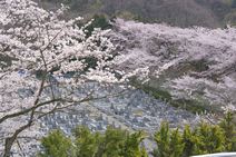 高安山霊園・園内さくら