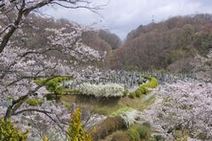高安山霊園・園内さくら