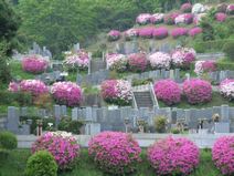 高安山霊園・園内のつつじ