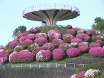 高安山霊園・園内のつつじ