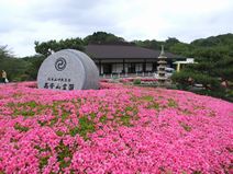 高安山霊園・園内のつつじ
