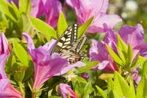 高安山霊園・園内のつつじ
