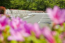 高安山霊園・園内のつつじ