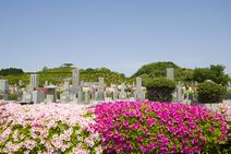 高安山霊園・園内のつつじ