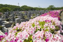高安山霊園・園内のつつじ