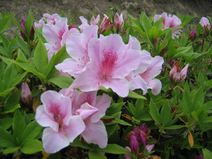 高安山霊園・園内のつつじ