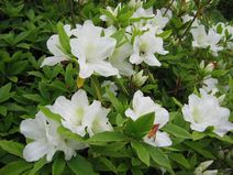 高安山霊園・園内のつつじ