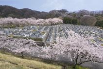 高安山霊園・園内さくら