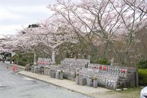 高安山霊園・園内さくら