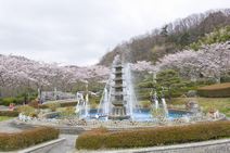 高安山霊園・園内さくら