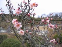 高安山霊園・園内のうめ