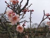 高安山霊園・園内のうめ